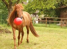 Pferd_Ballon